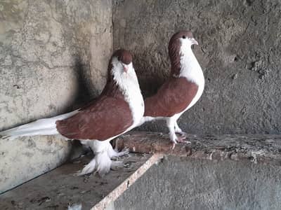 Sherazi pair