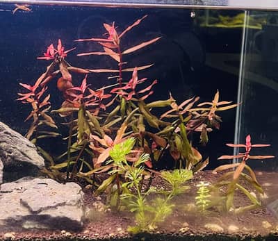 Rotala Red - Aquarium Plant for sale