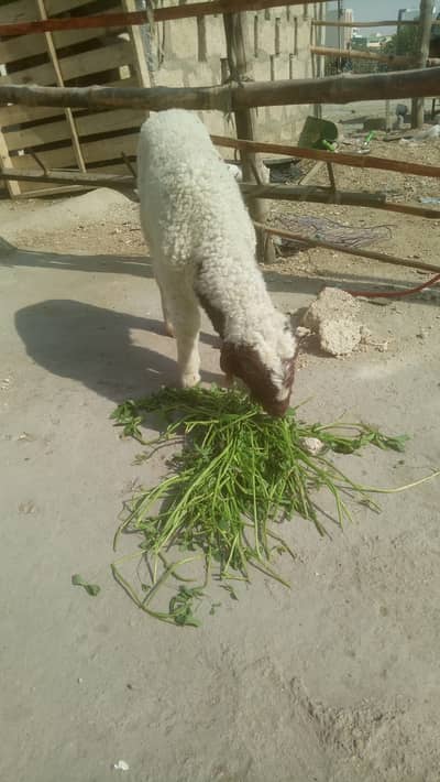 Beautiful white dumba