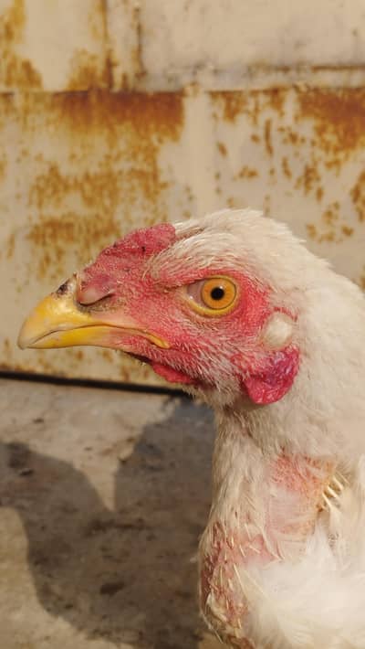 king size white japnese shamo exchange possible with adult male