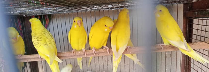 FELLOW & RED EYE PAIRS AVAILABLE FOR SALE.