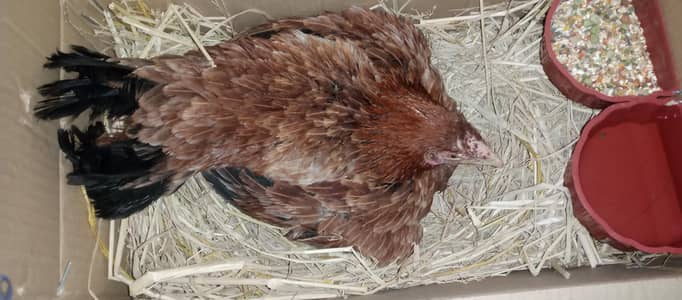 kuruk murgi mianwali