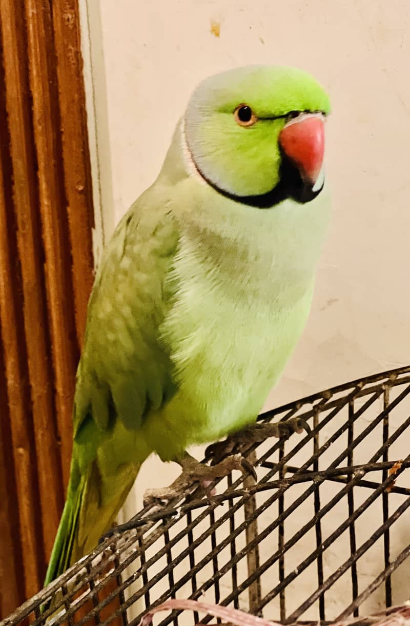 Ringneck trained parrot 1