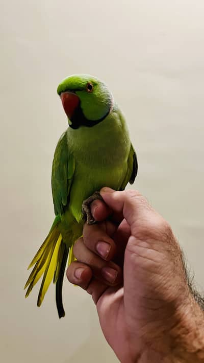 Ringneck trained parrot