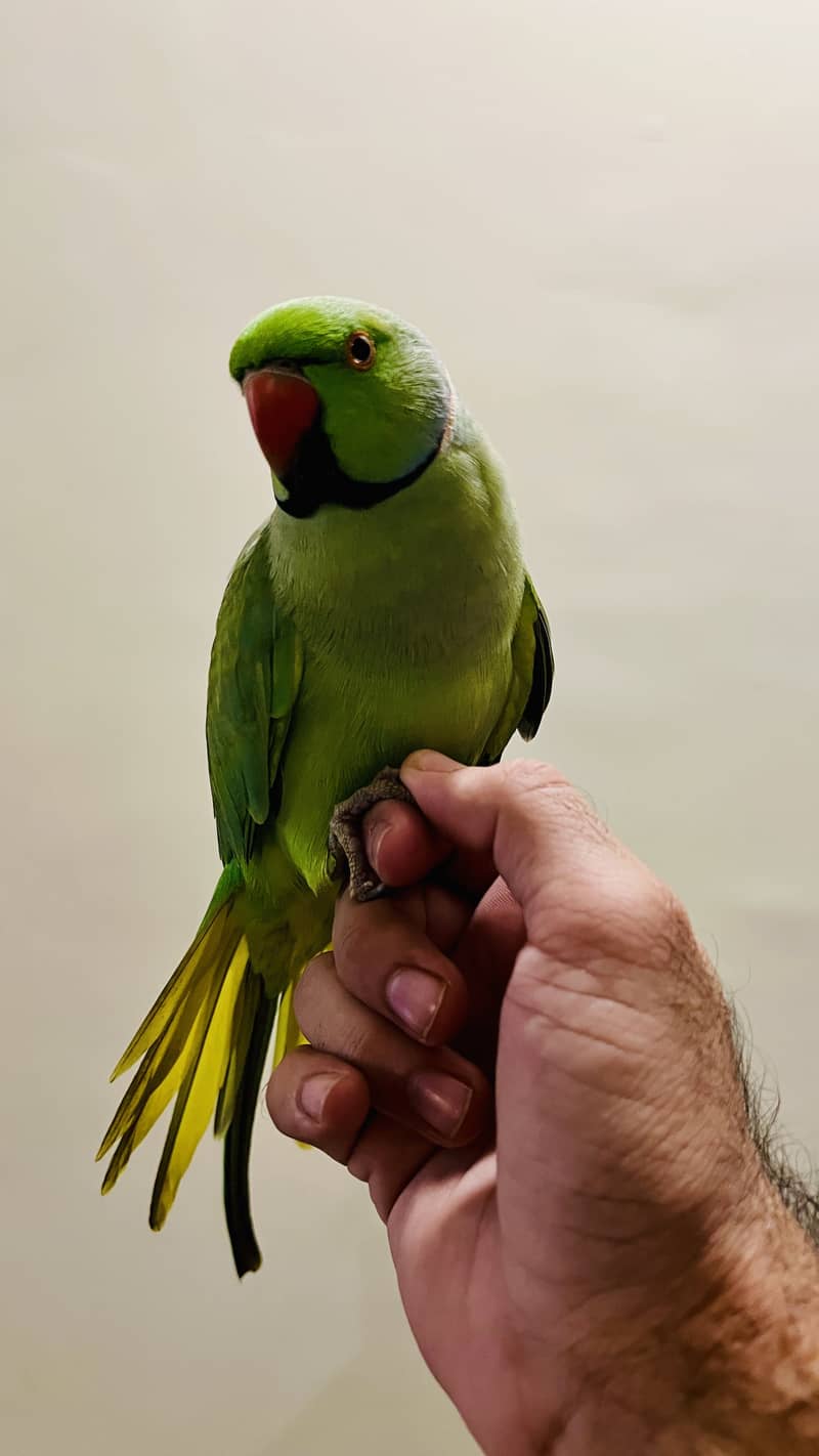 Ringneck trained parrot 0