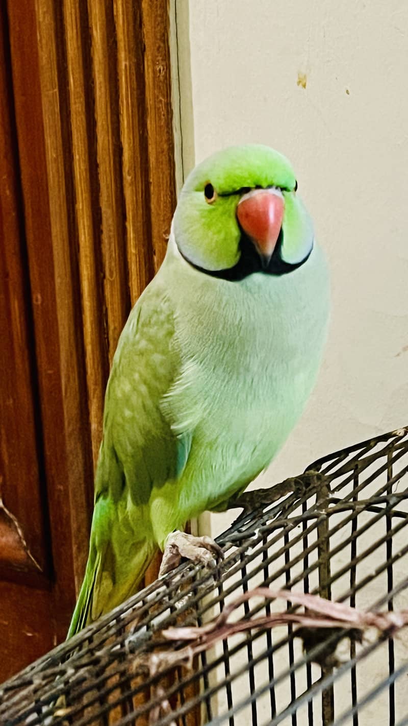 Ringneck trained parrot 2