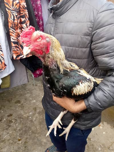 Aseel |Mianwali aseel |Sindhi Jawa| lakha|mushki murghi |chicks |eggs