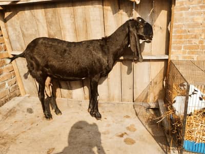 Goat Amritsar peetal with 1 Female baby goat