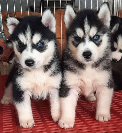 Siberian husky My WhatsApp 03257448377 HDL