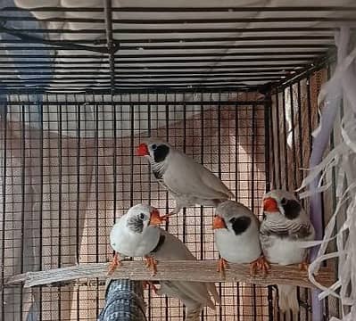 CCFWBC/White chick/finch