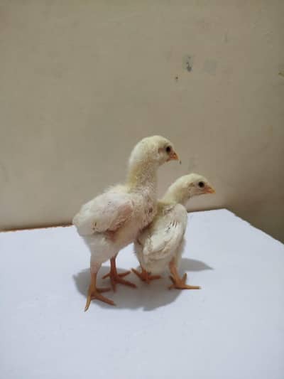 white shamo aseel  12 days