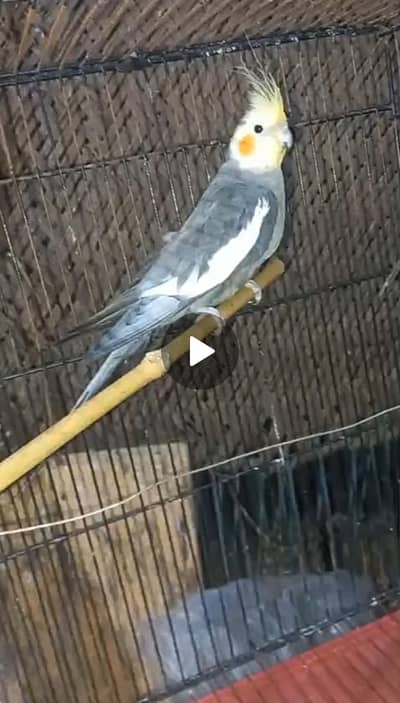 Exi size Cocktail Breeder Male 100% Guaranteed