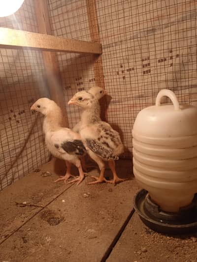 pure aseel chicks