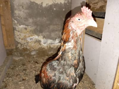 Aseel Murgha for sell