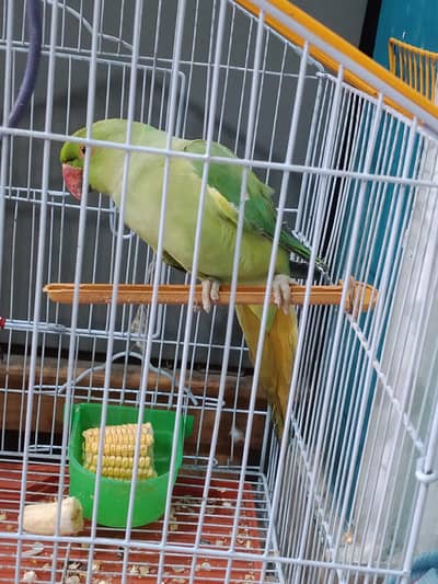 ringneck parrot 5 months