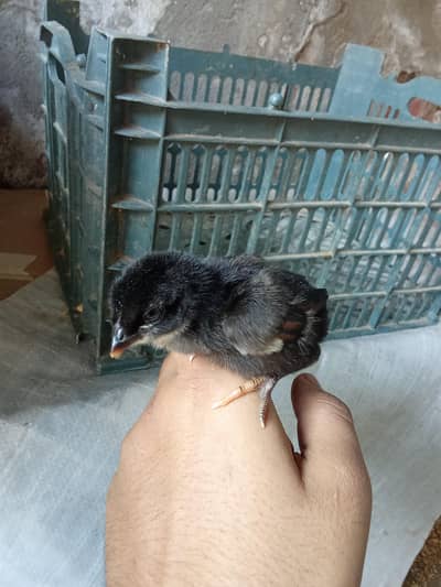 Aseel chicks