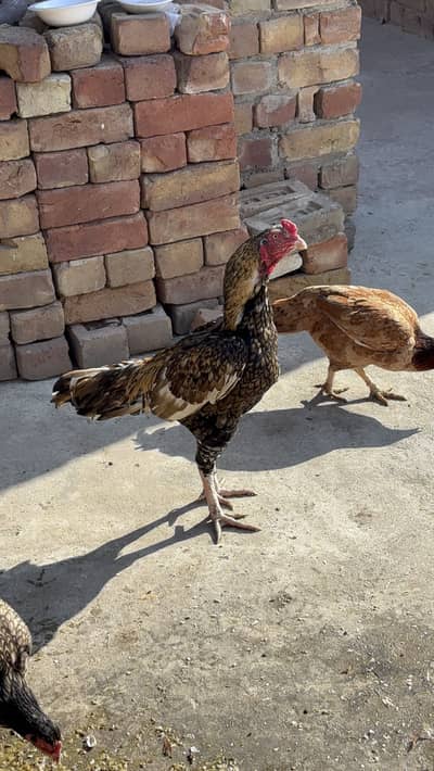 Aseel murga or mugia