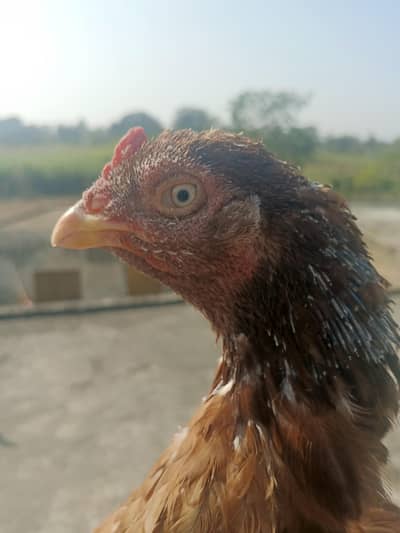 MIANWALI BREED MURGI FOR SALE