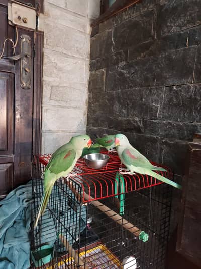 raw parrot 2 females not handtame  face to face talking  one handtame