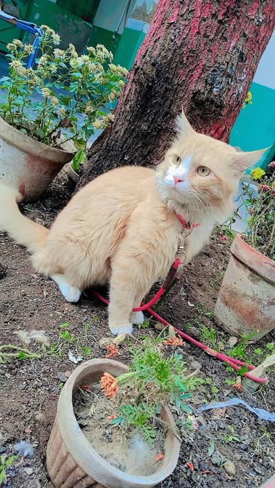 golden shaded cat with orange and white fur