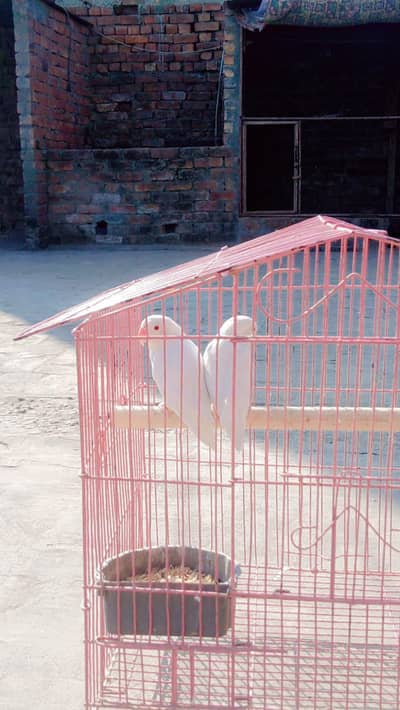 Love bird brewder PAIR for sale urgent