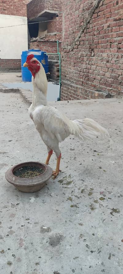 Aseel Shamo | White Shamo | White Thai Pakoya | Thai Aseel | Hens