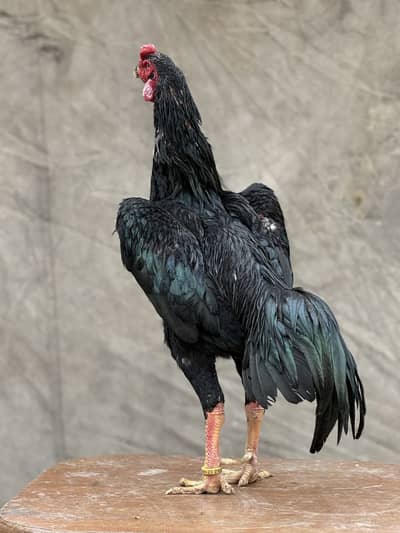 Aseel Shamo | White Shamo | White Thai Pakoya | Thai Aseel | Hens