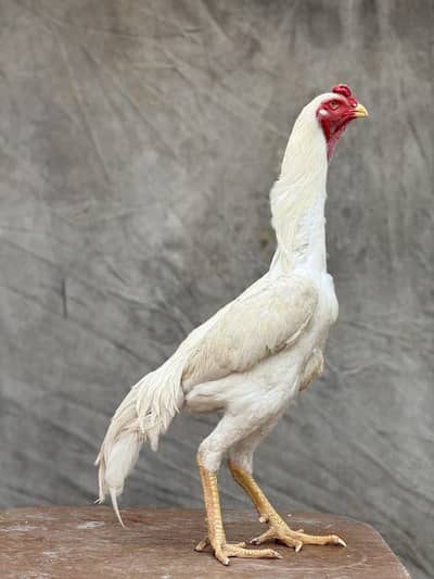 Aseel Shamo | White Shamo | White Thai Pakoya | Thai Aseel | Hens