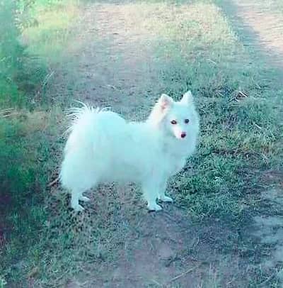 cntct whstsapp 03401655802