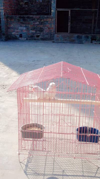 Albino breeder pair for sale