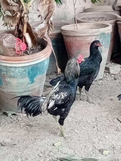 Aseel and golden Hens urgent sale