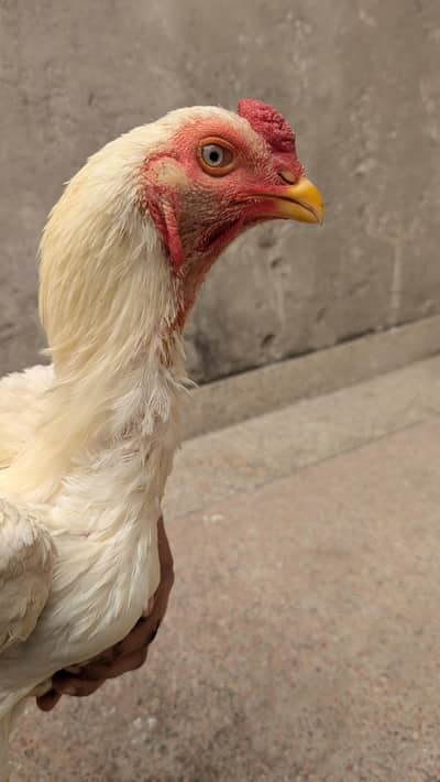 different aseel heera shamo coloured male females