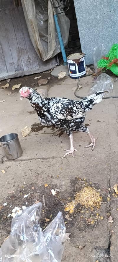 Aseel Hen for sale