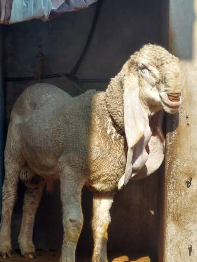 kajala bakara high quality 12 munth age