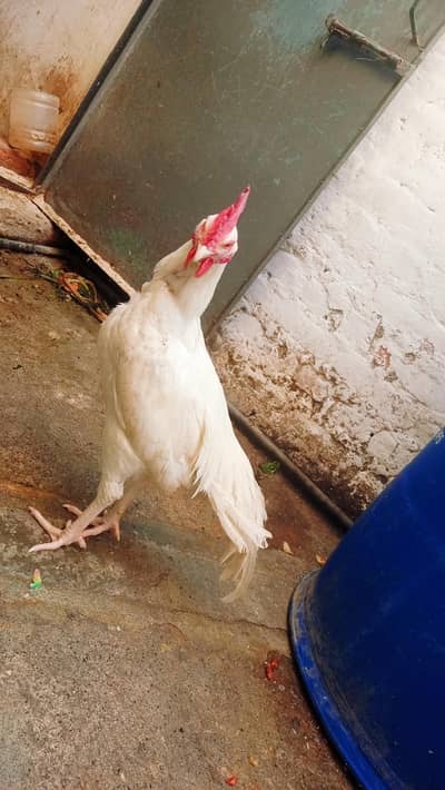 Paper whaite bangam male out clas pic ha