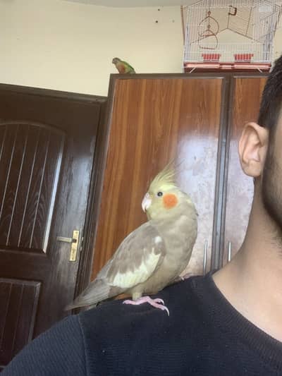 Tame Cockatiel with Cage (Never Bites, Loving Pet)