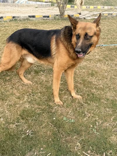 Pure German Shepherd for Sale in Gujrat