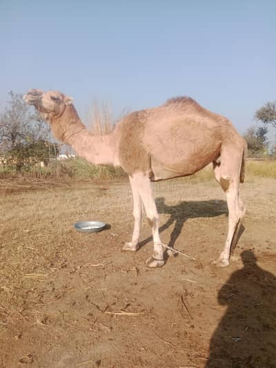 Camel for sale contact fast for buy