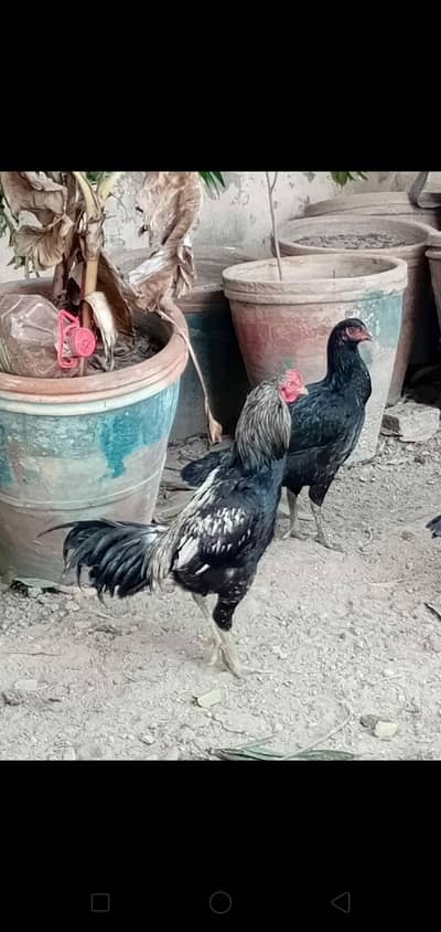 Aseel and golden mishri hens  whole sale