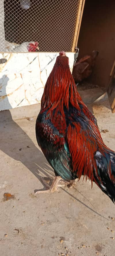 03067901675 گاؤں کا میانوالی اصیل تندرست ایکٹو