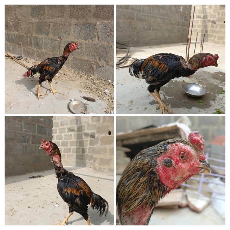 aseel murgha for the 0