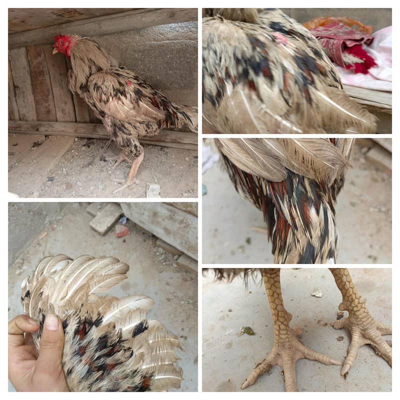 aseel murgha for the 1