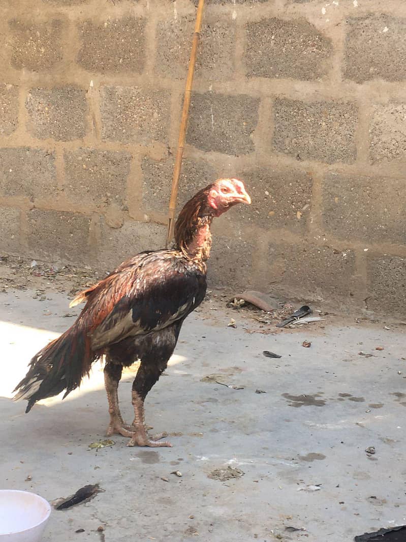 aseel murgha for the 3