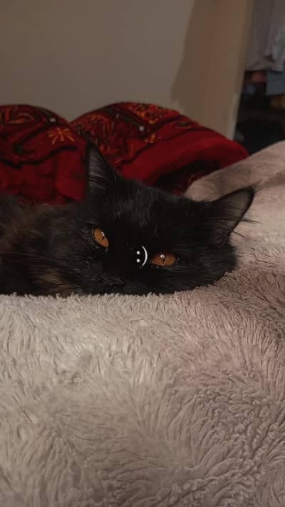 Double coat black brown cat 7 months