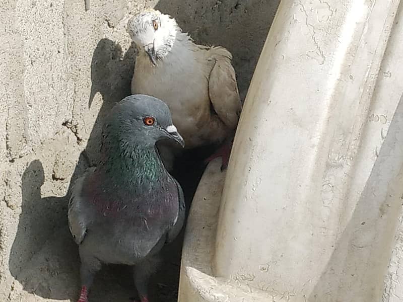 pigeon 2 pair 2