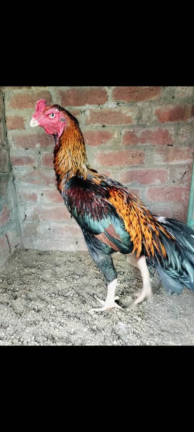 shamo murga /Aseel murgi / shamo cross murgi