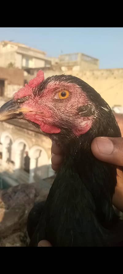 meanwali madea for sale