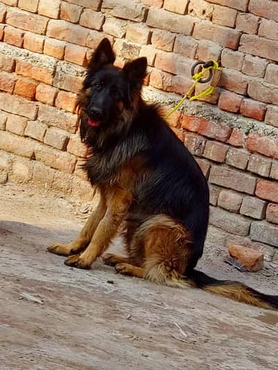 Garman shaft dog long cort only stud no saal location Faisalabad