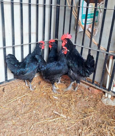 Australorp breeder set
