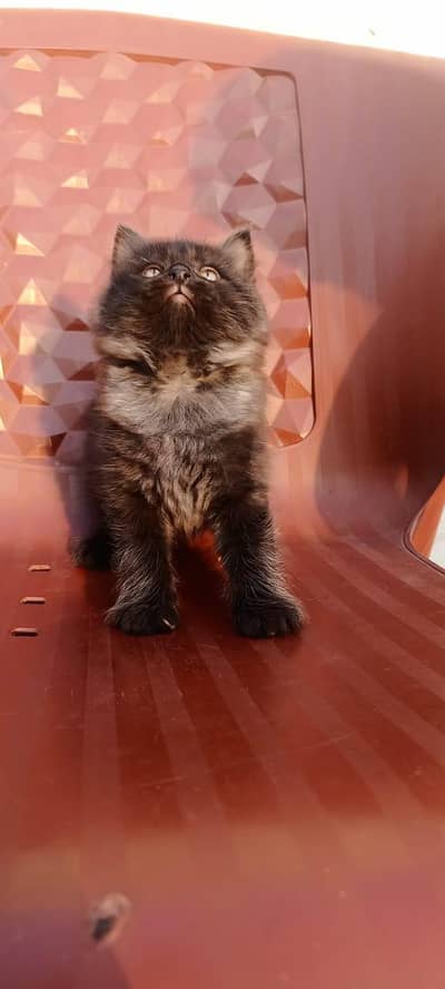 persian triple coat male